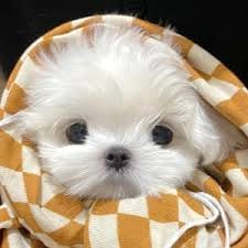 عاطف اسلم avatar